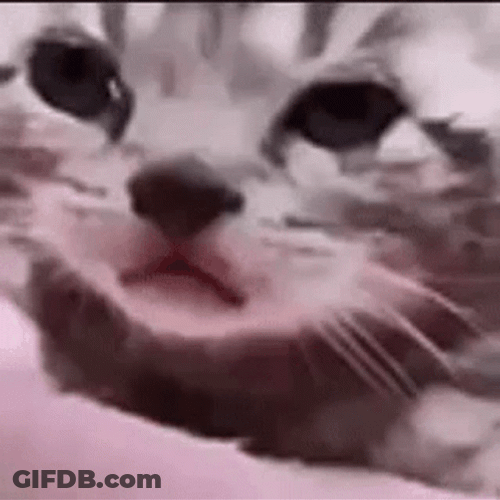 Sad Cat Big Tears GIF