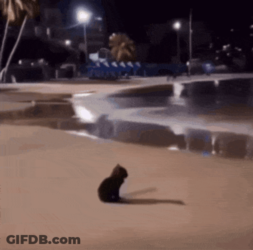 Sad Cat Cat In Front Of Sea GIF
