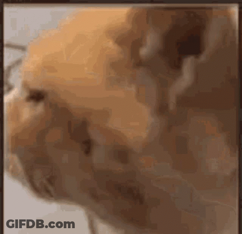 Sad Cat Close-Up GIF