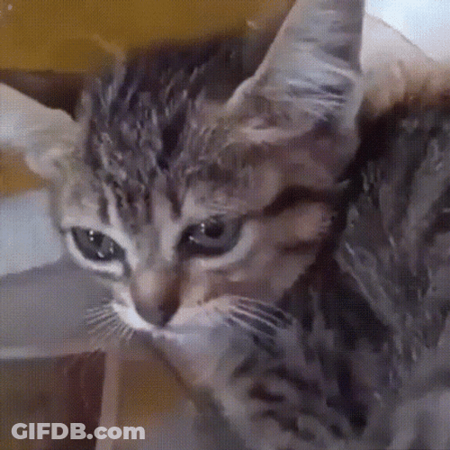 Sad Cat Crying Alone GIF