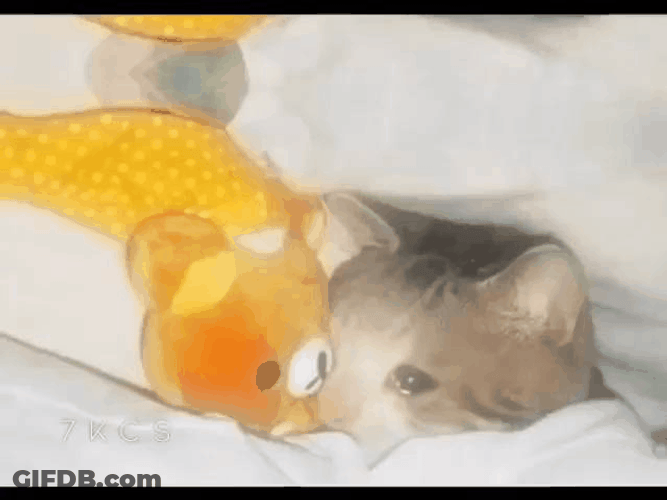 Sad Cat Crying Compilation GIF
