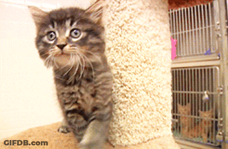 Sad Cat Crying In Pain GIF