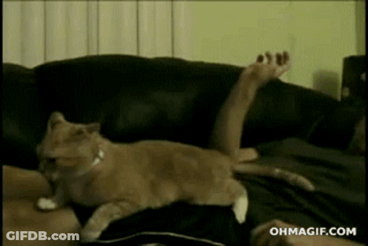 Sad Cat Cuddled By Owner GIF