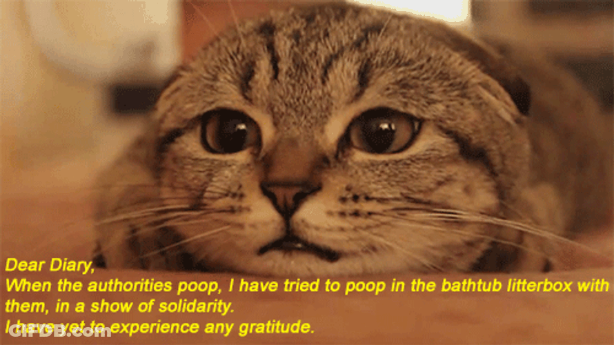 Sad Cat Dear Diary Note GIF