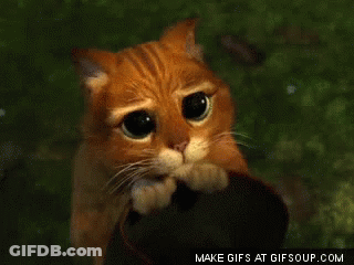 Sad Cat GIF