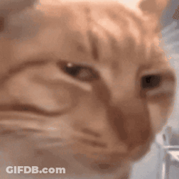 Sad Cat Face Close Up GIF