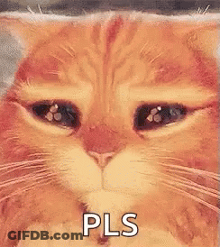 Sad Cat Face Saying Pls GIF