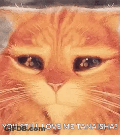 Sad Cat Face Saying You Still Love Me Tanaisha GIF