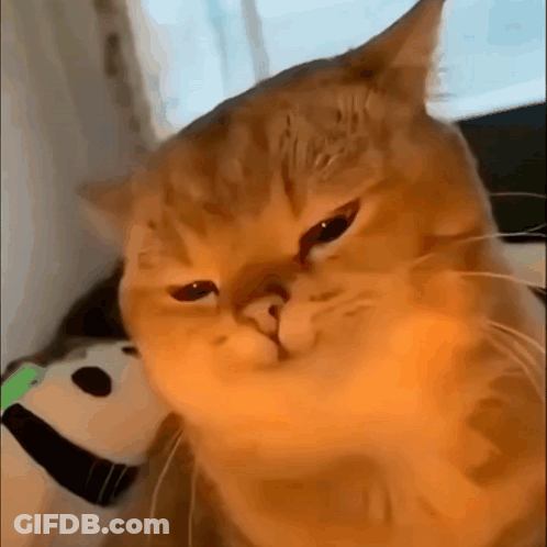 Sad Cat Face GIF