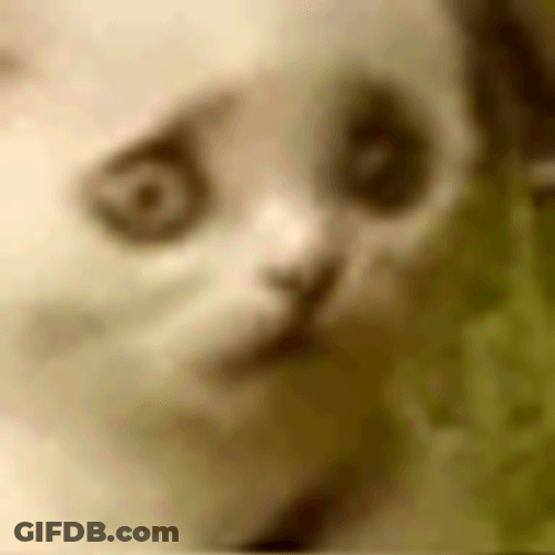 Sad Cat Freaked Out Look GIF
