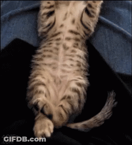 Sad Cat Funny Laying Down Pose GIF