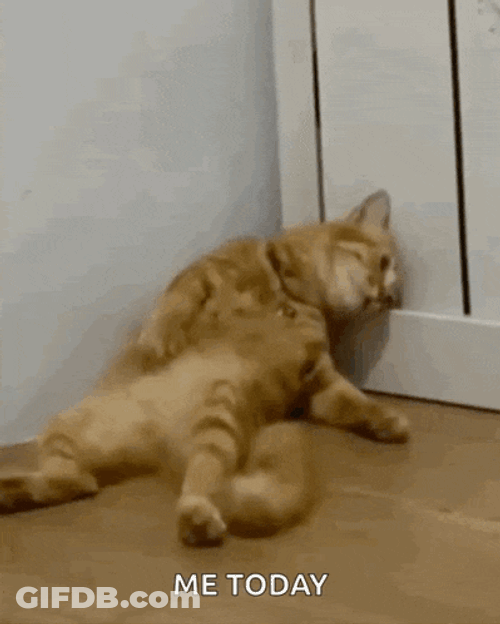 Sad Cat GIF