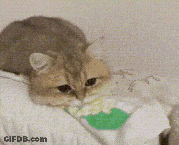 Sad Cat GIF