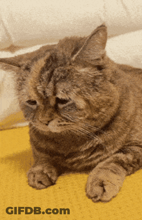 Sad Cat Kitty GIF