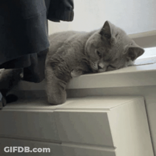 Sad Cat Laying Down GIF
