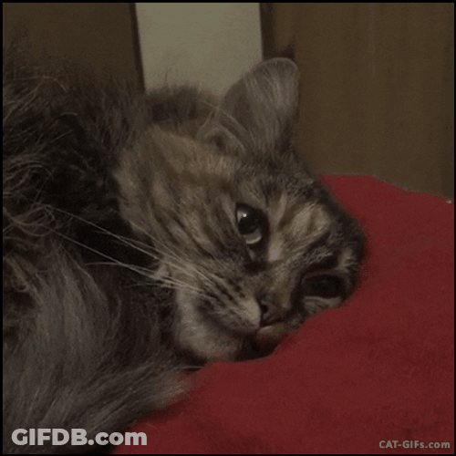 Sad Cat Laying Down Depressed Looks GIF