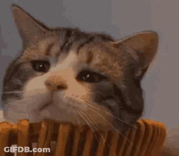Sad Cat Lazy Staring GIF