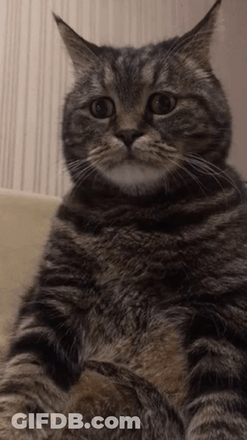 Sad Cat Listening Intently GIF