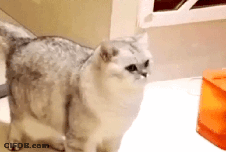 Sad Cat Lonely Face GIF