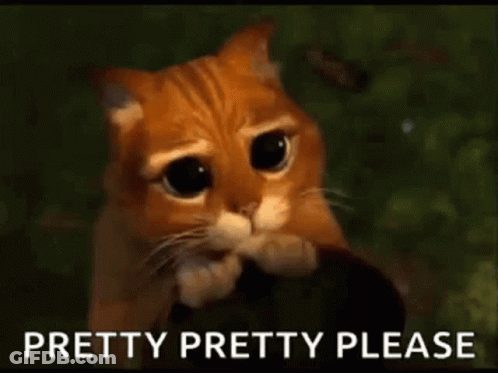 Sad Cat Looking At Camera Pretty Please GIF