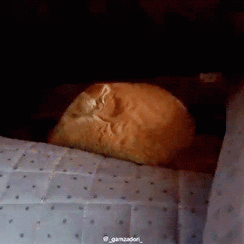 Sad Cat Looking Down GIF