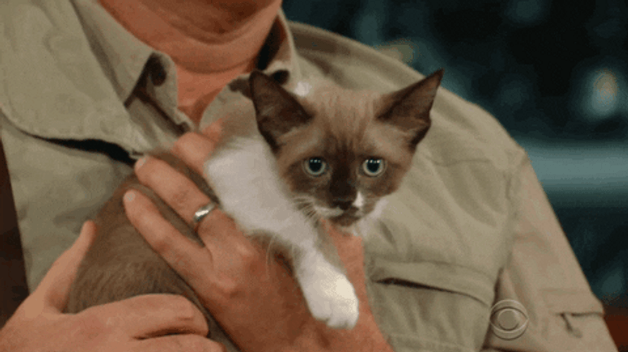 Sad Cat Looking In Different Directions GIF