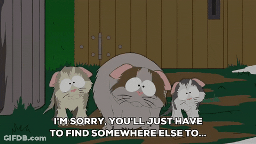 Sad Cat Looking Intently GIF