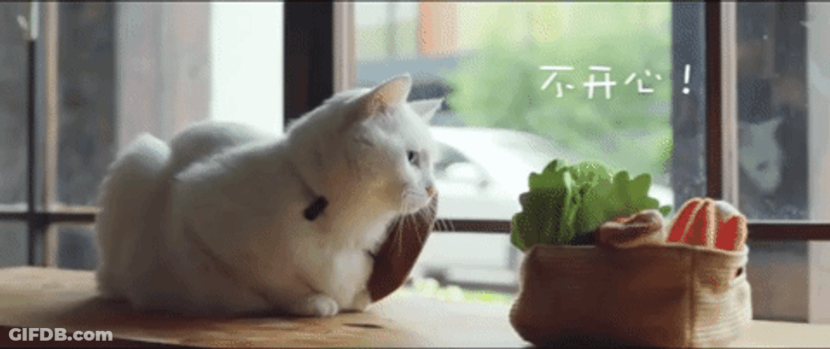 Sad Cat Looking Out The Window GIF