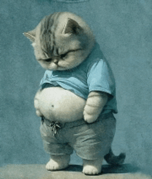 Sad Cat Meme GIF
