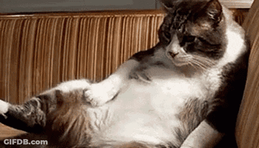 Sad Cat Miss You Already GIF
