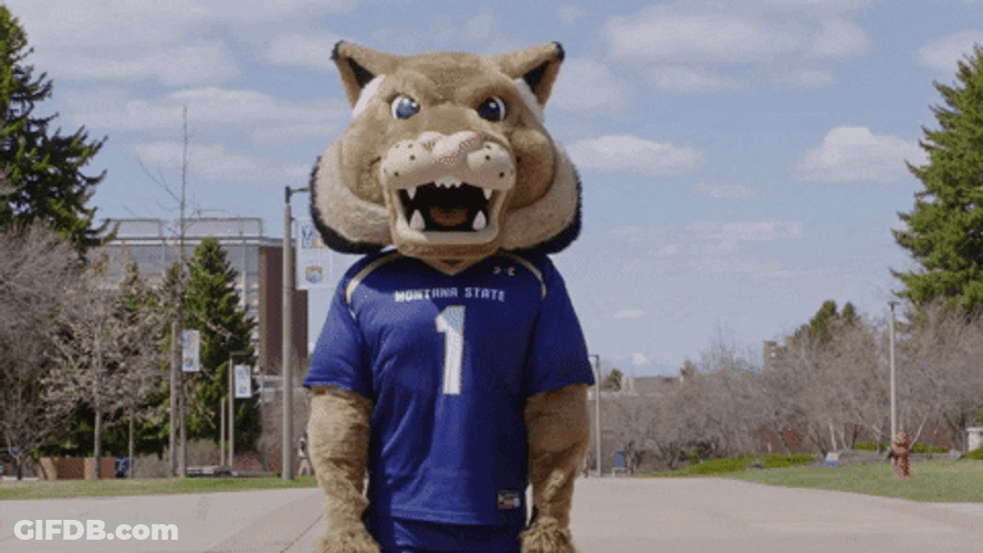 Sad Cat Montana State Mascot Bowing Down GIF