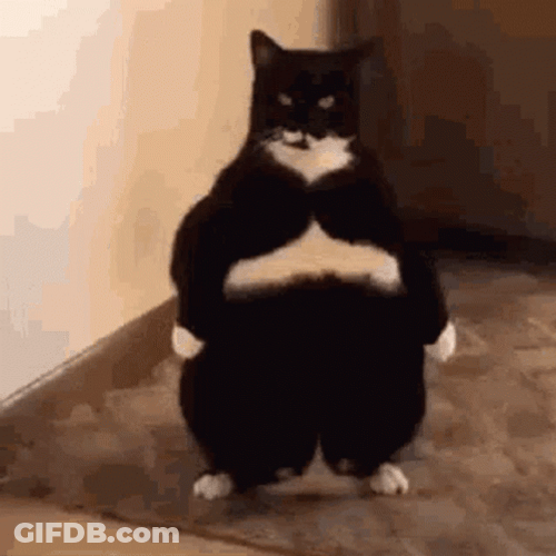 Sad Cat Ninja Costume GIF