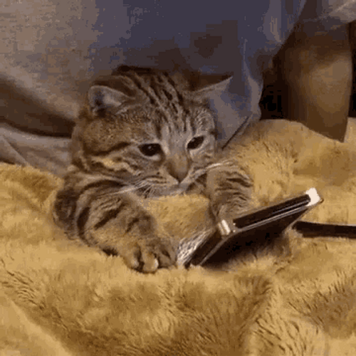 Sad Cat On Phone GIF