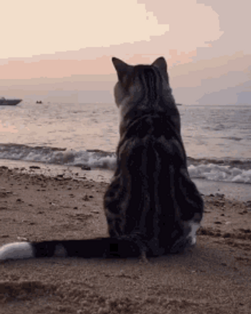 Sad Cat On The Beach GIF