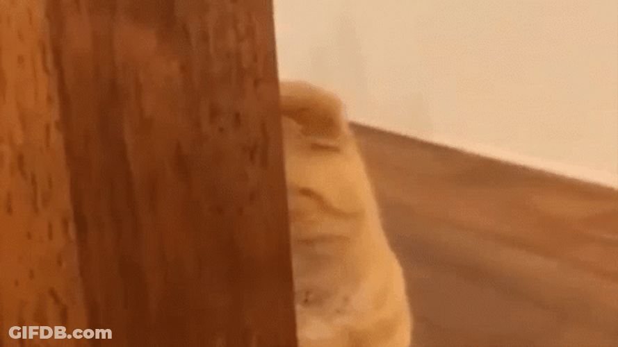 Sad Cat Peek A Boo GIF