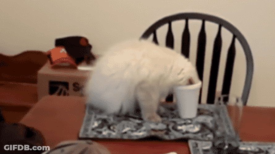 Sad Cat Playing White Cup GIF