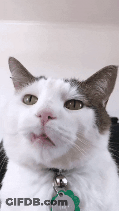 Sad Cat Serious Staring GIF
