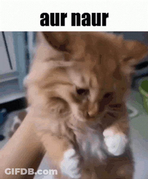 Sad Cat Shouting Aur Naur GIF