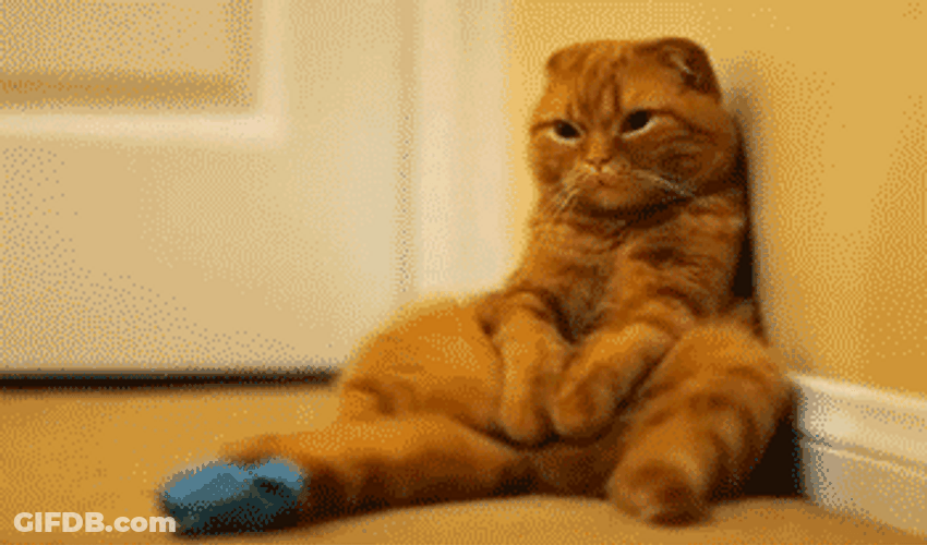 Sad Cat Sitting Down Patiently GIF