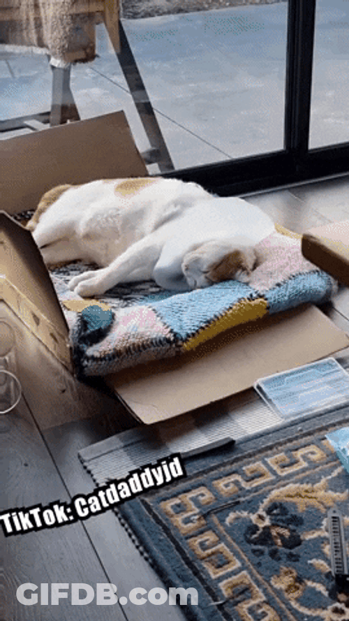 Sad Cat Sleeping On Card Board GIF