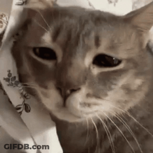 Sad Cat Sleepy Eyes GIF