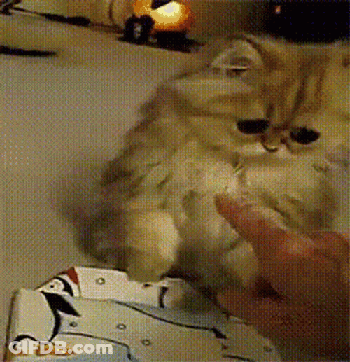 Sad Cat Slowly Turning Away GIF