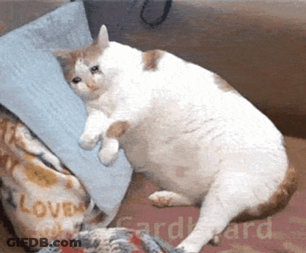 Sad Cat Slowly Vanishing GIF