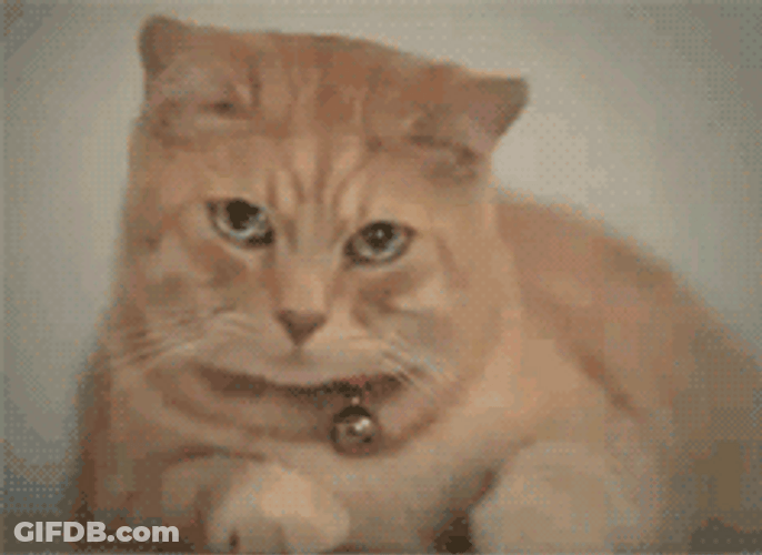 Sad Cat Sobbing Alone GIF