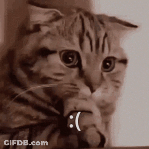 Sad Cat Staring Out GIF