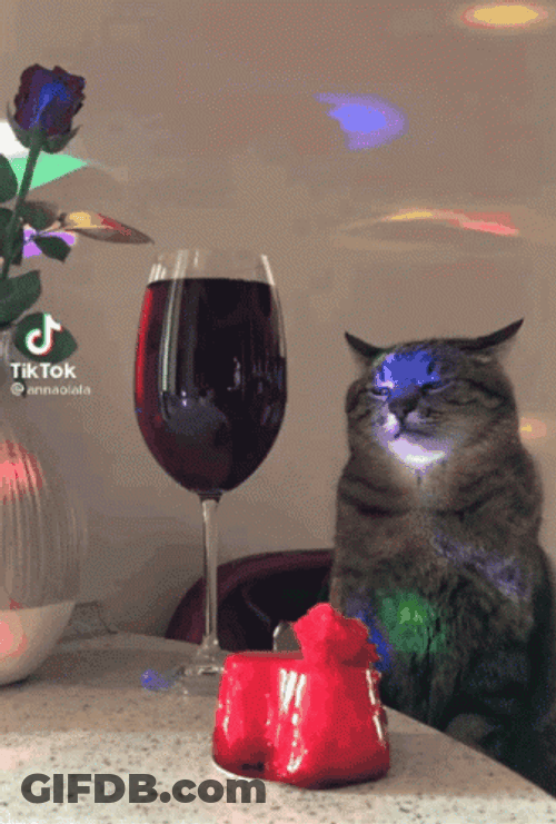 Sad Cat Tiktok Time GIF