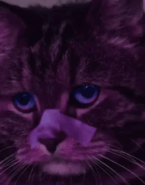 Sad Cat Watching Blade Runner 2049 GIF