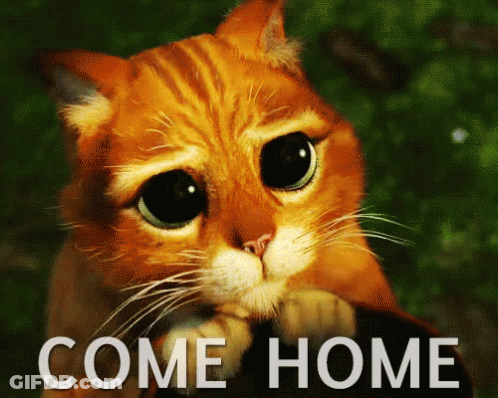 Sad Cat With Come Home GIF