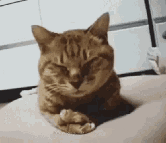 Sad Disappointed Meme Cat GIF