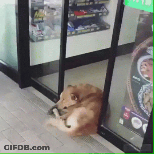 Sad Dog At Store Sliding Doors GIF